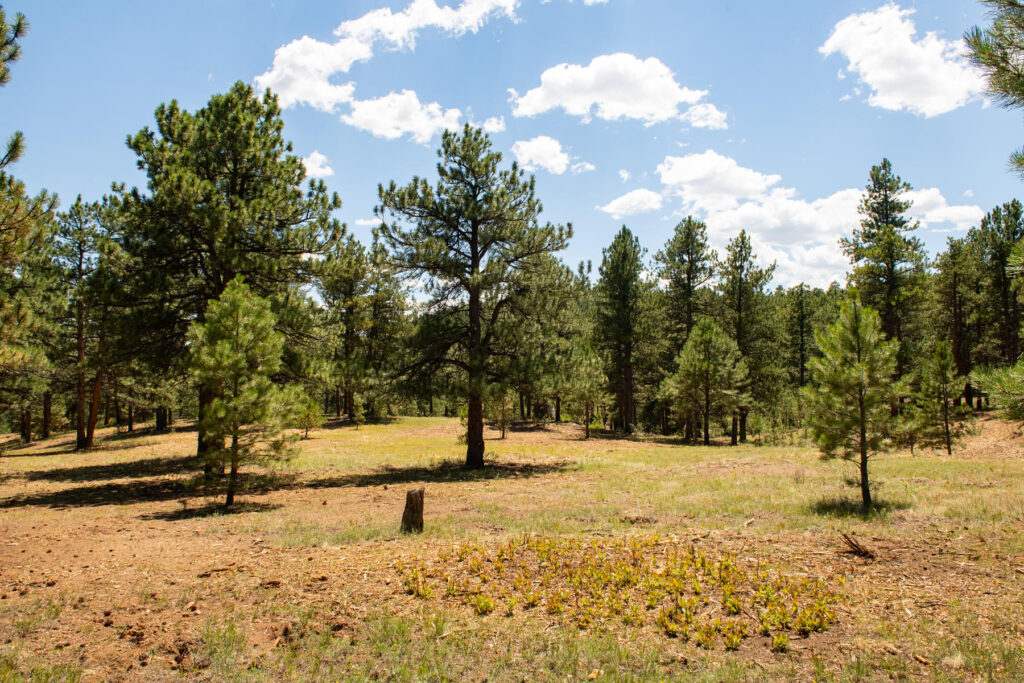 Legacy Ranch Evergreen Colorado Active Land Listing Horse Property North Evergreen Kerr Gulch